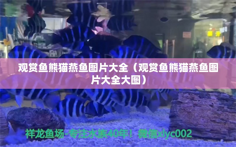 观赏鱼熊猫燕鱼图片大全（观赏鱼熊猫燕鱼图片大全大图）