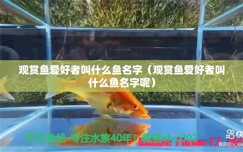 观赏鱼爱好者叫什么鱼名字（观赏鱼爱好者叫什么鱼名字呢）