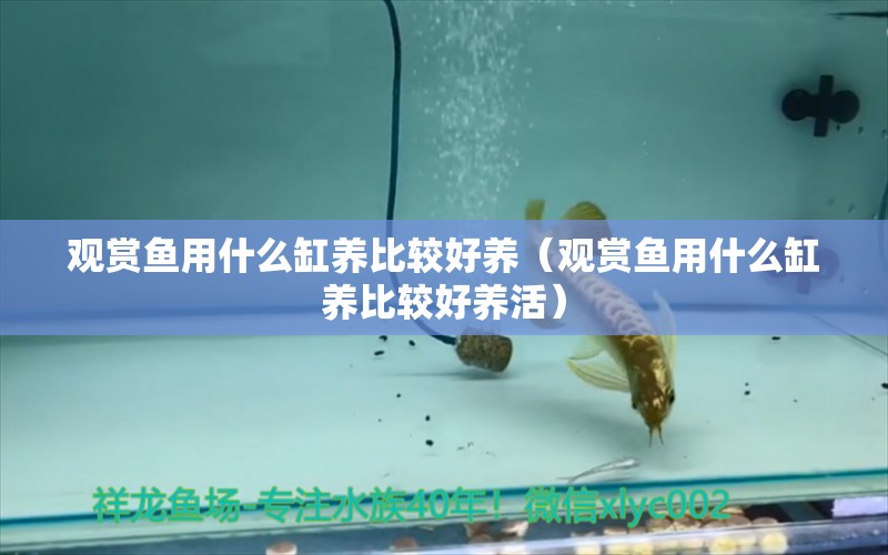 观赏鱼用什么缸养比较好养（观赏鱼用什么缸养比较好养活） 祥龙水族医院