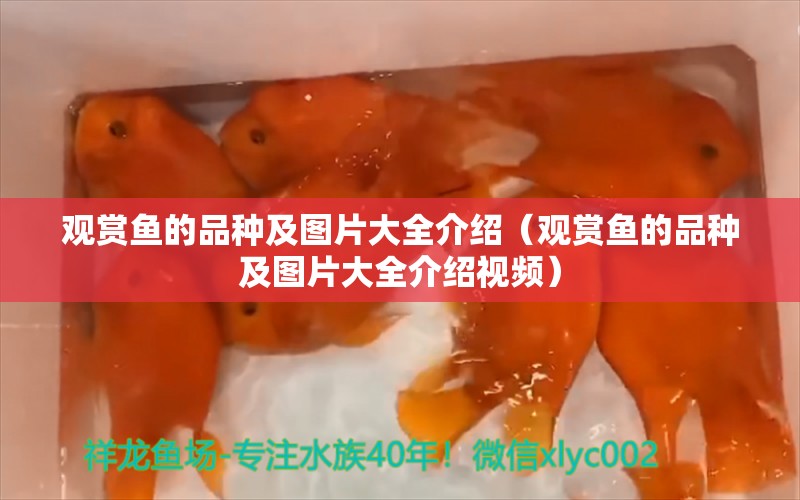 观赏鱼的品种及图片大全介绍（观赏鱼的品种及图片大全介绍视频）