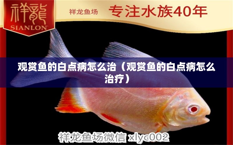 观赏鱼的白点病怎么治（观赏鱼的白点病怎么治疗） 祥龙水族医院