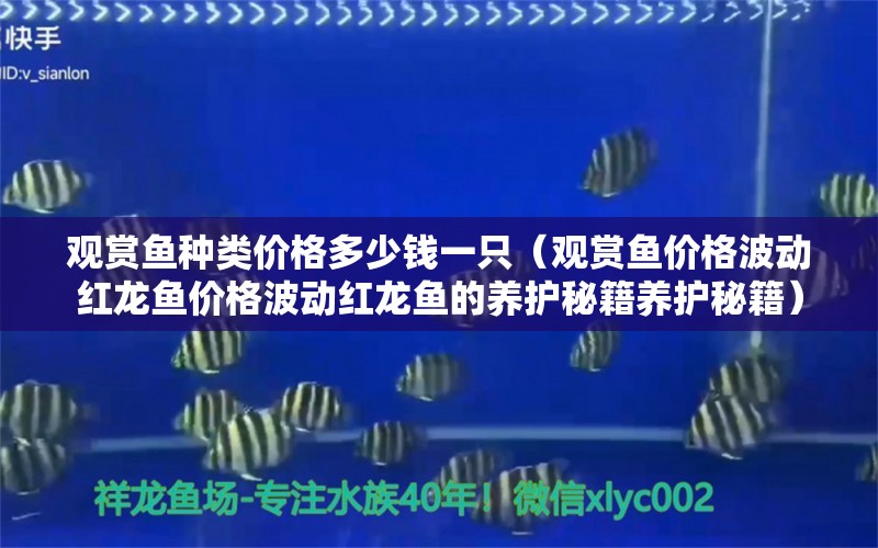 观赏鱼种类价格多少钱一只（观赏鱼价格波动红龙鱼价格波动红龙鱼的养护秘籍养护秘籍）