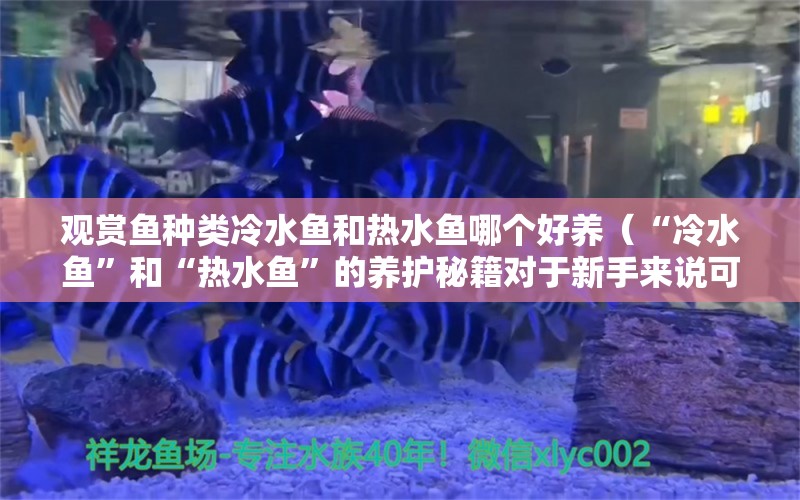 观赏鱼种类冷水鱼和热水鱼哪个好养（“冷水鱼”和“热水鱼”的养护秘籍对于新手来说可能更具挑战性） 黑桃A鱼 第2张