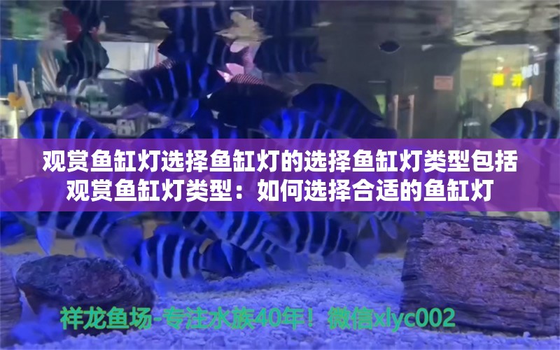 观赏鱼缸灯选择鱼缸灯的选择鱼缸灯类型包括观赏鱼缸灯类型：如何选择合适的鱼缸灯