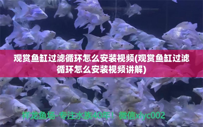 观赏鱼缸过滤循环怎么安装视频(观赏鱼缸过滤循环怎么安装视频讲解)