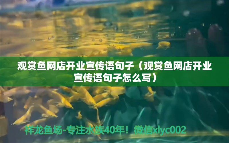 观赏鱼网店开业宣传语句子（观赏鱼网店开业宣传语句子怎么写） 量子养鱼技术