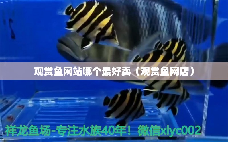 观赏鱼网站哪个最好卖（观赏鱼网店） 水族主题相关