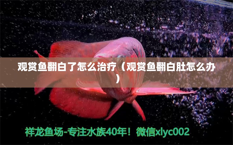 观赏鱼翻白了怎么治疗（观赏鱼翻白肚怎么办） 祥龙龙鱼专用水族灯