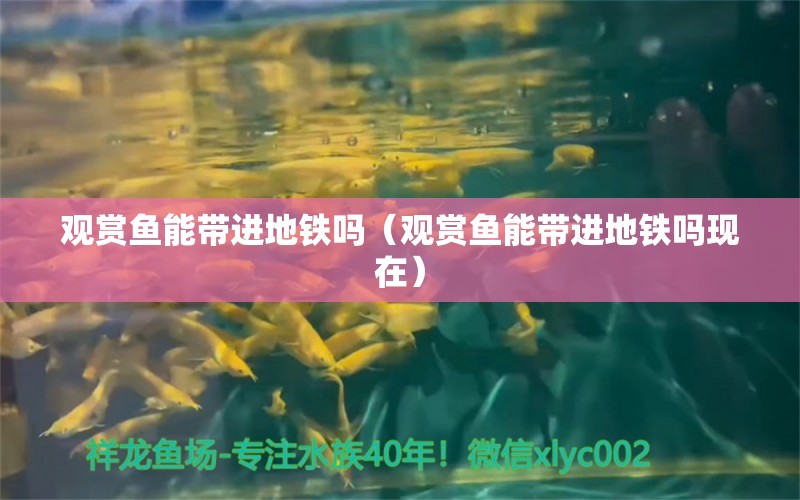 观赏鱼能带进地铁吗（观赏鱼能带进地铁吗现在） 祥龙水族医院