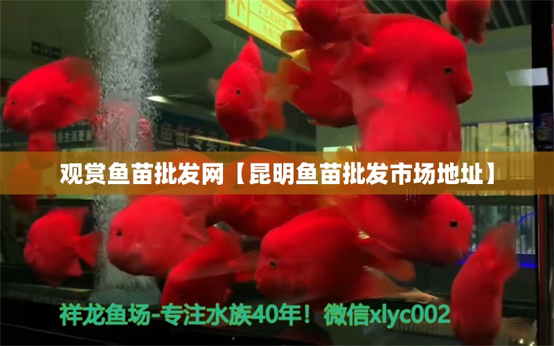 观赏鱼苗批发网【昆明鱼苗批发市场地址】 龙鱼批发