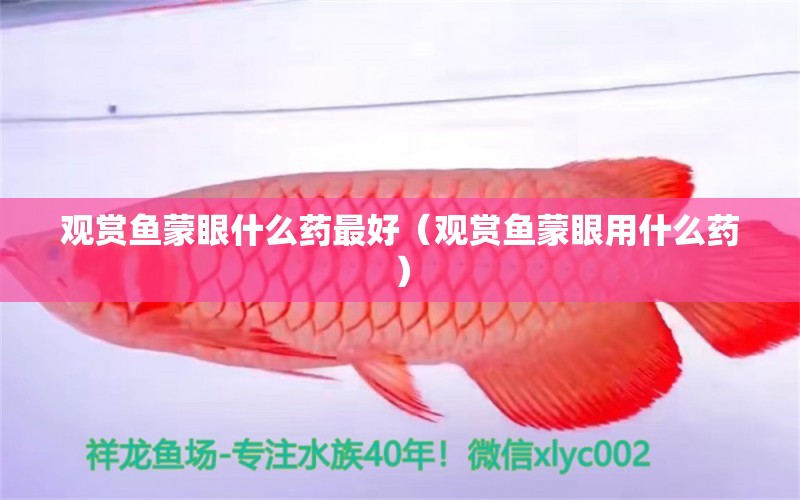 观赏鱼蒙眼什么药最好（观赏鱼蒙眼用什么药）