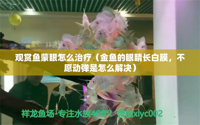 观赏鱼蒙眼怎么治疗（金鱼的眼睛长白膜，不愿动弹是怎么解决）