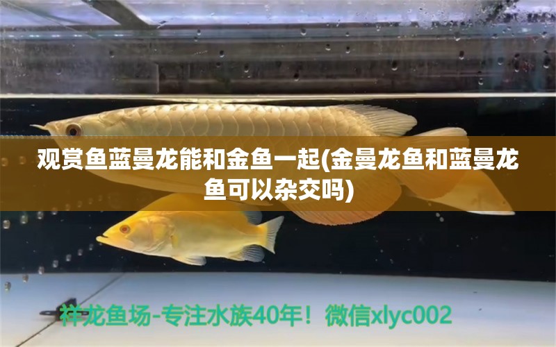 观赏鱼蓝曼龙能和金鱼一起(金曼龙鱼和蓝曼龙鱼可以杂交吗) 水族灯（鱼缸灯）