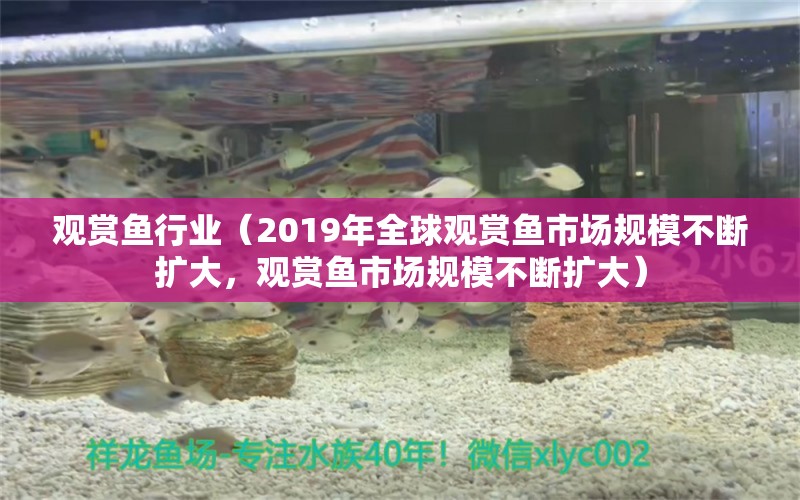 观赏鱼行业（2019年全球观赏鱼市场规模不断扩大，观赏鱼市场规模不断扩大）