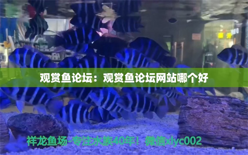 观赏鱼论坛：观赏鱼论坛网站哪个好 白条过背金龙鱼