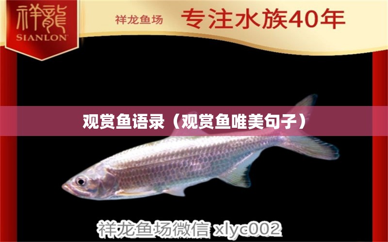 观赏鱼语录（观赏鱼唯美句子） 祥龙水族医院