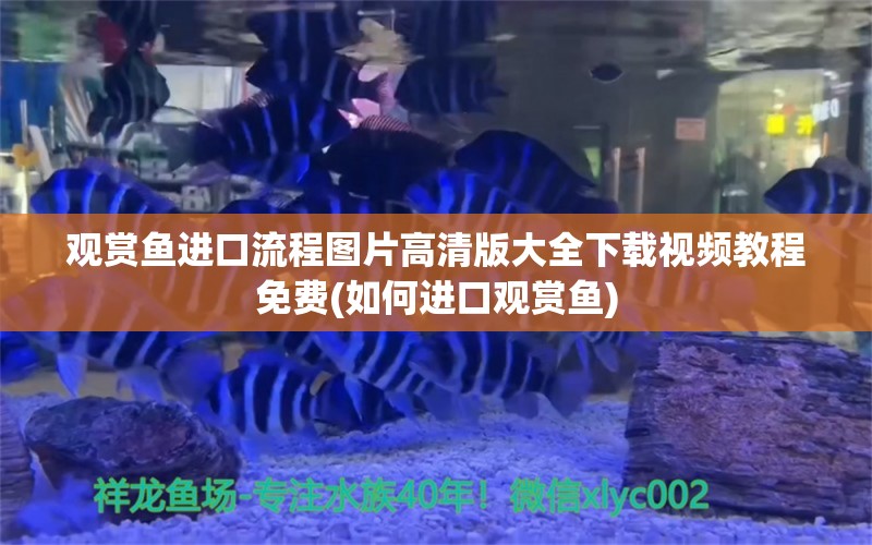 观赏鱼进口流程图片高清版大全下载视频教程免费(如何进口观赏鱼)