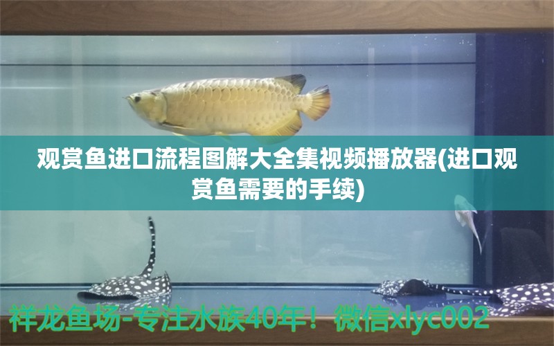 观赏鱼进口流程图解大全集视频播放器(进口观赏鱼需要的手续) 观赏鱼进出口 第1张