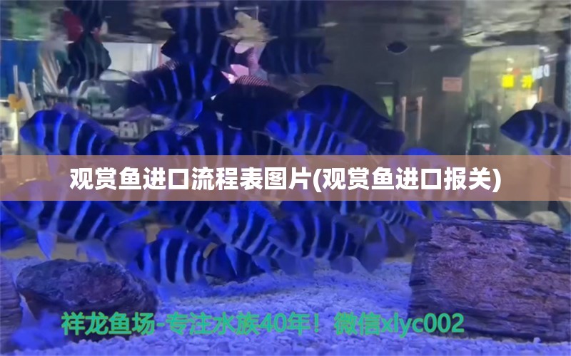 观赏鱼进口流程表图片(观赏鱼进口报关)