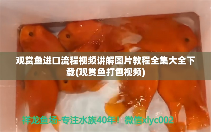 观赏鱼进口流程视频讲解图片教程全集大全下载(观赏鱼打包视频)