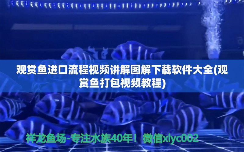 观赏鱼进口流程视频讲解图解下载软件大全(观赏鱼打包视频教程) 观赏鱼进出口 第1张