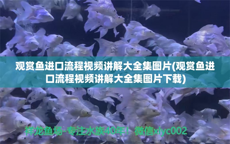 观赏鱼进口流程视频讲解大全集图片(观赏鱼进口流程视频讲解大全集图片下载) 观赏鱼进出口 第1张