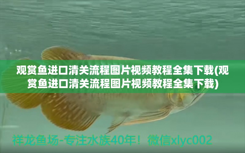 观赏鱼进口清关流程图片视频教程全集下载(观赏鱼进口清关流程图片视频教程全集下载)