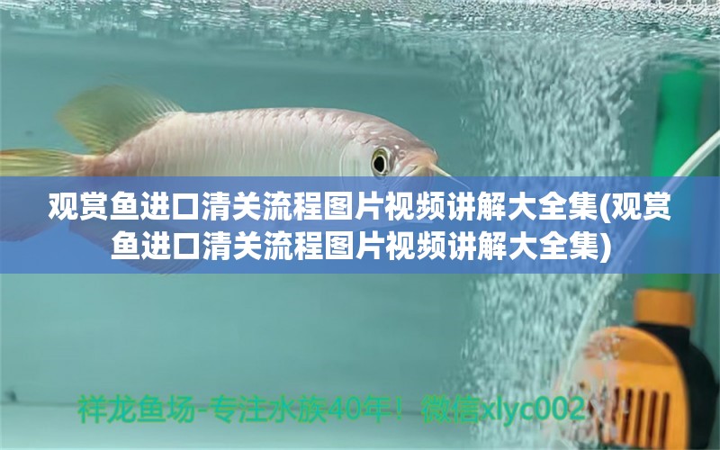 观赏鱼进口清关流程图片视频讲解大全集(观赏鱼进口清关流程图片视频讲解大全集)