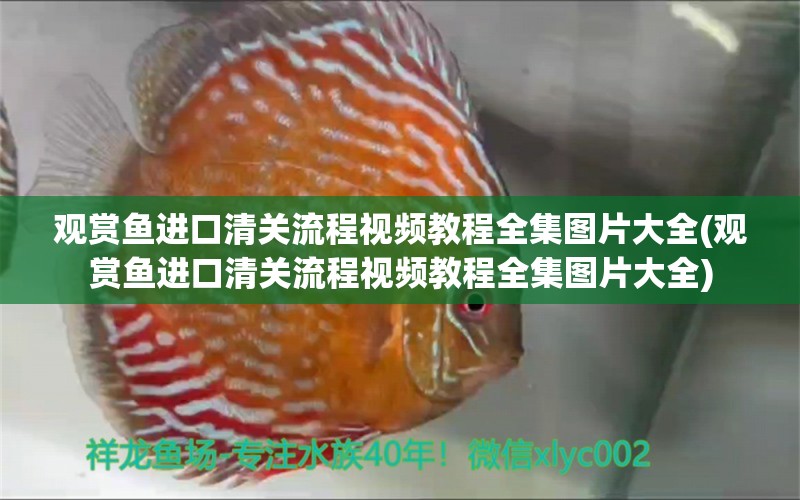 观赏鱼进口清关流程视频教程全集图片大全(观赏鱼进口清关流程视频教程全集图片大全) 观赏鱼进出口 第2张