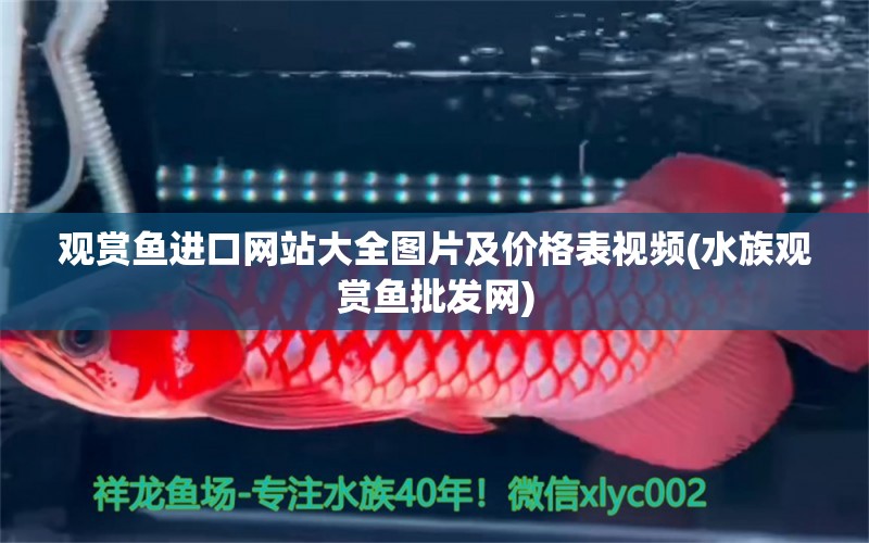 观赏鱼进口网站大全图片及价格表视频(水族观赏鱼批发网)