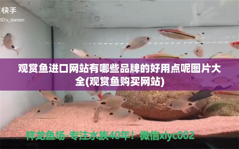 观赏鱼进口网站有哪些品牌的好用点呢图片大全(观赏鱼购买网站)