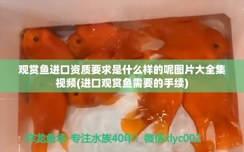 观赏鱼进口资质要求是什么样的呢图片大全集视频(进口观赏鱼需要的手续)