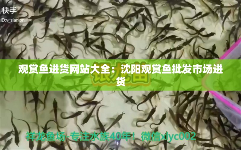 观赏鱼进货网站大全：沈阳观赏鱼批发市场进货 观赏鱼批发 第1张