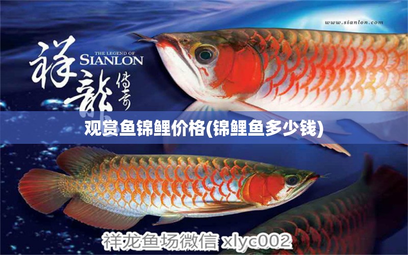 观赏鱼锦鲤价格(锦鲤鱼多少钱) 水族品牌 第1张