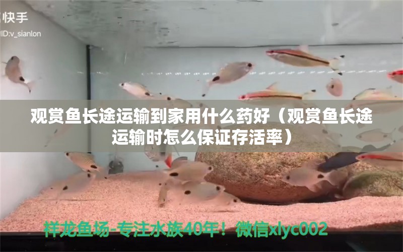 观赏鱼长途运输到家用什么药好（观赏鱼长途运输时怎么保证存活率）