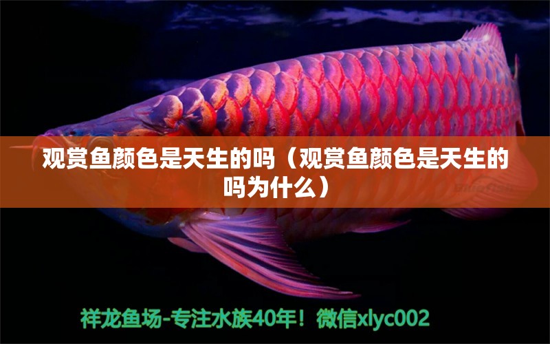 观赏鱼颜色是天生的吗（观赏鱼颜色是天生的吗为什么） 祥龙水族医院