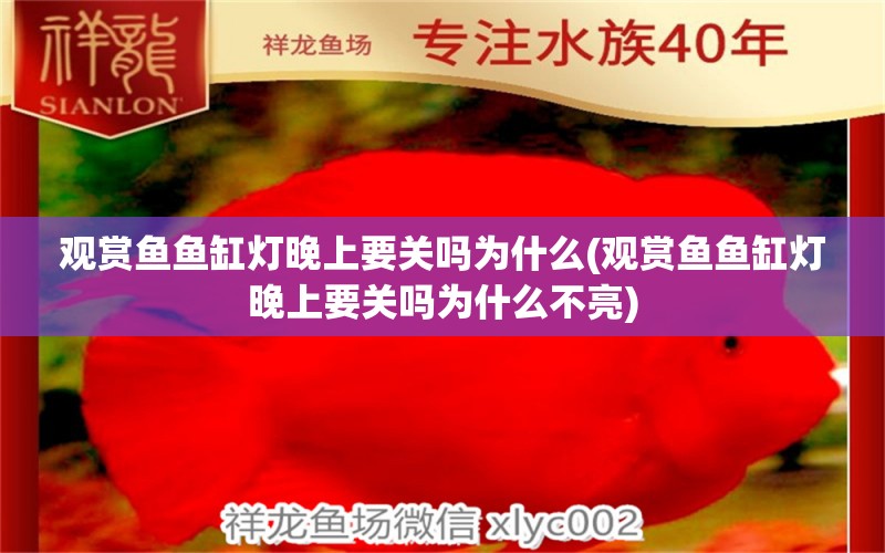 观赏鱼鱼缸灯晚上要关吗为什么(观赏鱼鱼缸灯晚上要关吗为什么不亮)