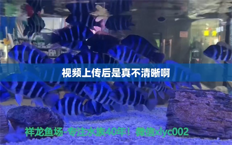 视频上传后是真不清晰啊 观赏鱼论坛 第2张