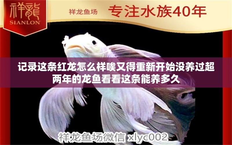 记录这条红龙怎么样唉又得重新开始没养过超两年的龙鱼看看这条能养多久 申古银版鱼