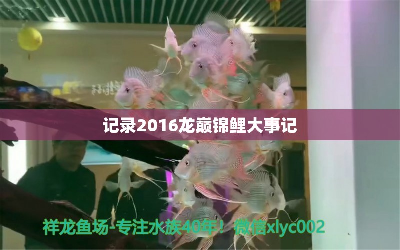 记录2016龙巅锦鲤大事记