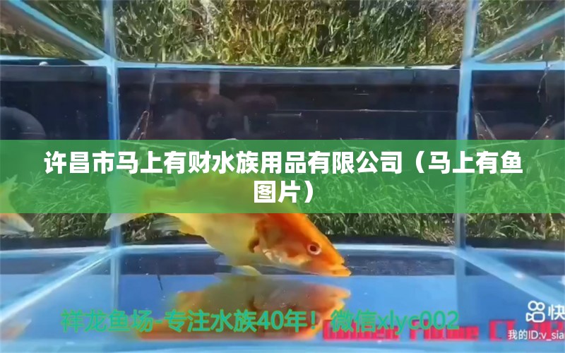 许昌市马上有财水族用品有限公司（马上有鱼图片） 水族用品