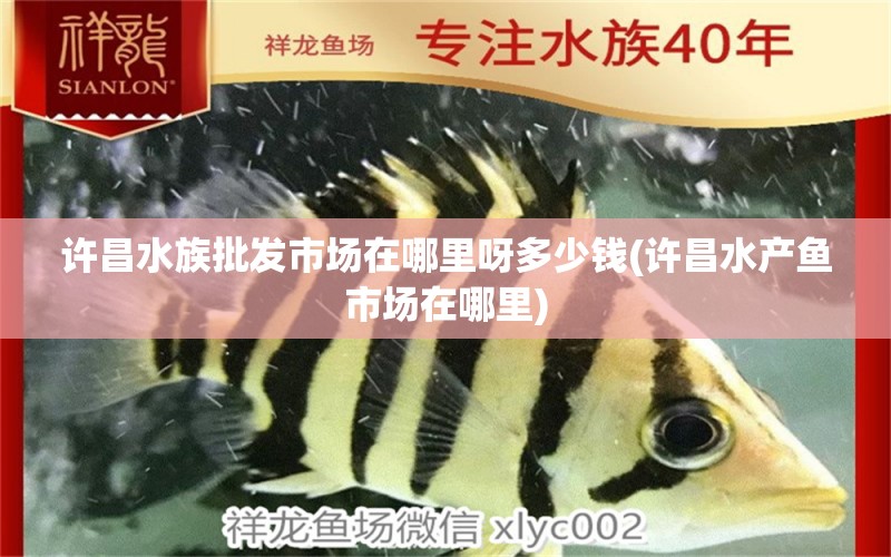 许昌水族批发市场在哪里呀多少钱(许昌水产鱼市场在哪里) 观赏鱼水族批发市场