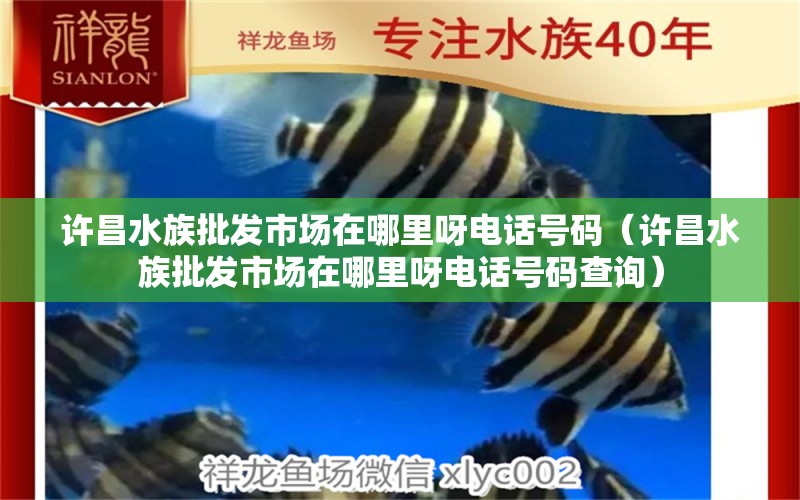 许昌水族批发市场在哪里呀电话号码（许昌水族批发市场在哪里呀电话号码查询） 养鱼知识 第1张