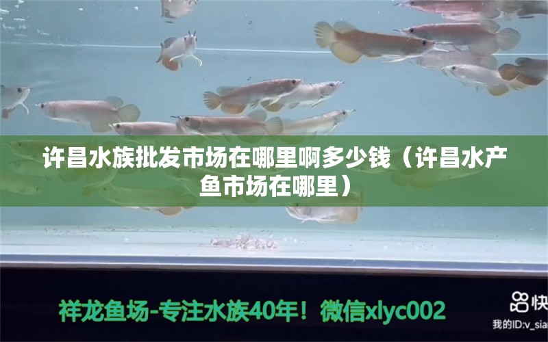 许昌水族批发市场在哪里啊多少钱（许昌水产鱼市场在哪里）