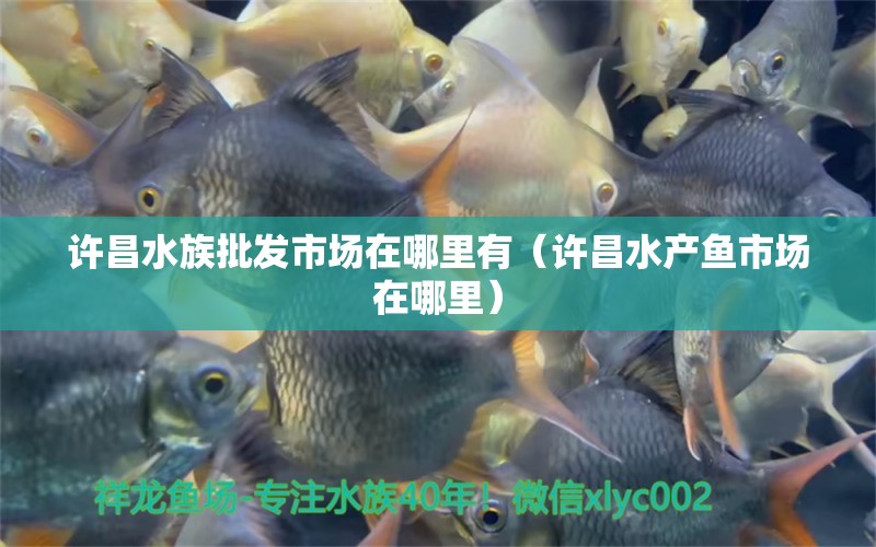 许昌水族批发市场在哪里有（许昌水产鱼市场在哪里）