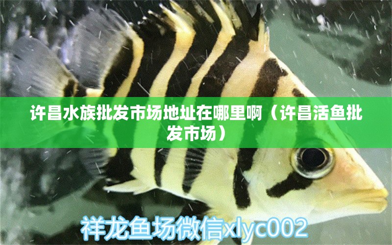 许昌水族批发市场地址在哪里啊（许昌活鱼批发市场） BD魟鱼 第1张