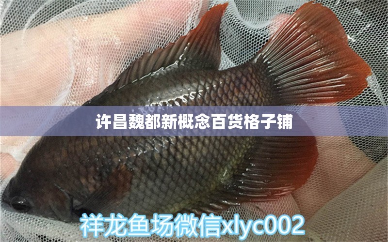 许昌魏都新概念百货格子铺 全国水族馆企业名录