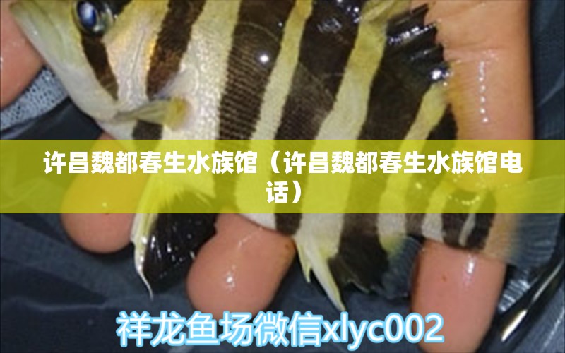 许昌魏都春生水族馆（许昌魏都春生水族馆电话） 全国水族馆企业名录