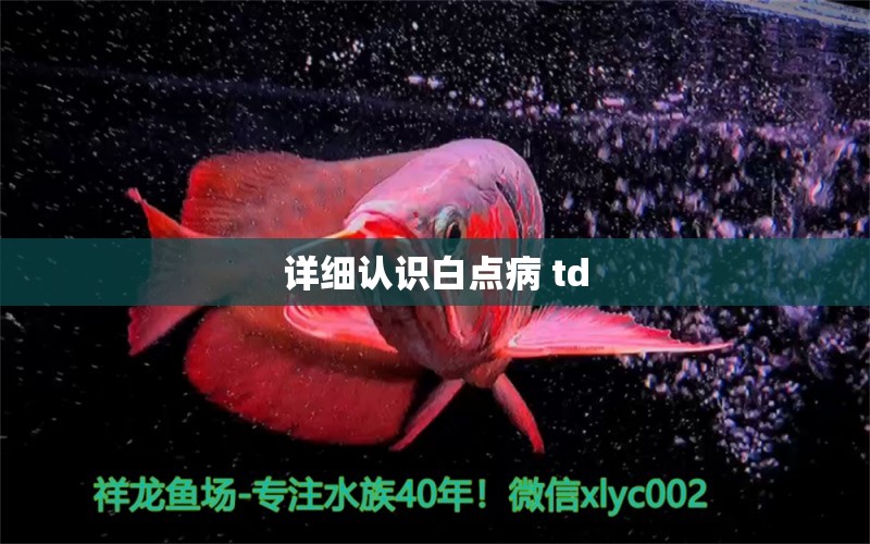 详细认识白点病 td 龙鱼疾病与治疗 第1张