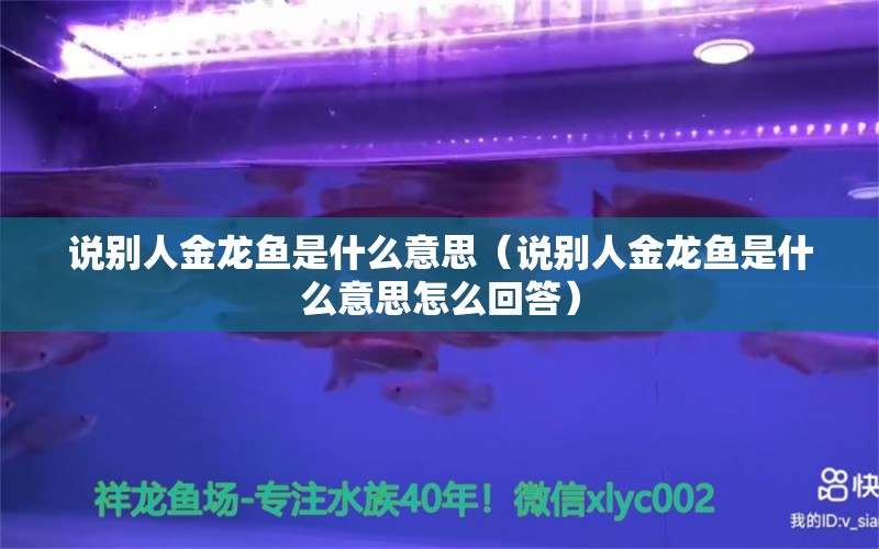 说别人金龙鱼是什么意思（说别人金龙鱼是什么意思怎么回答） 观赏鱼市场（混养鱼）